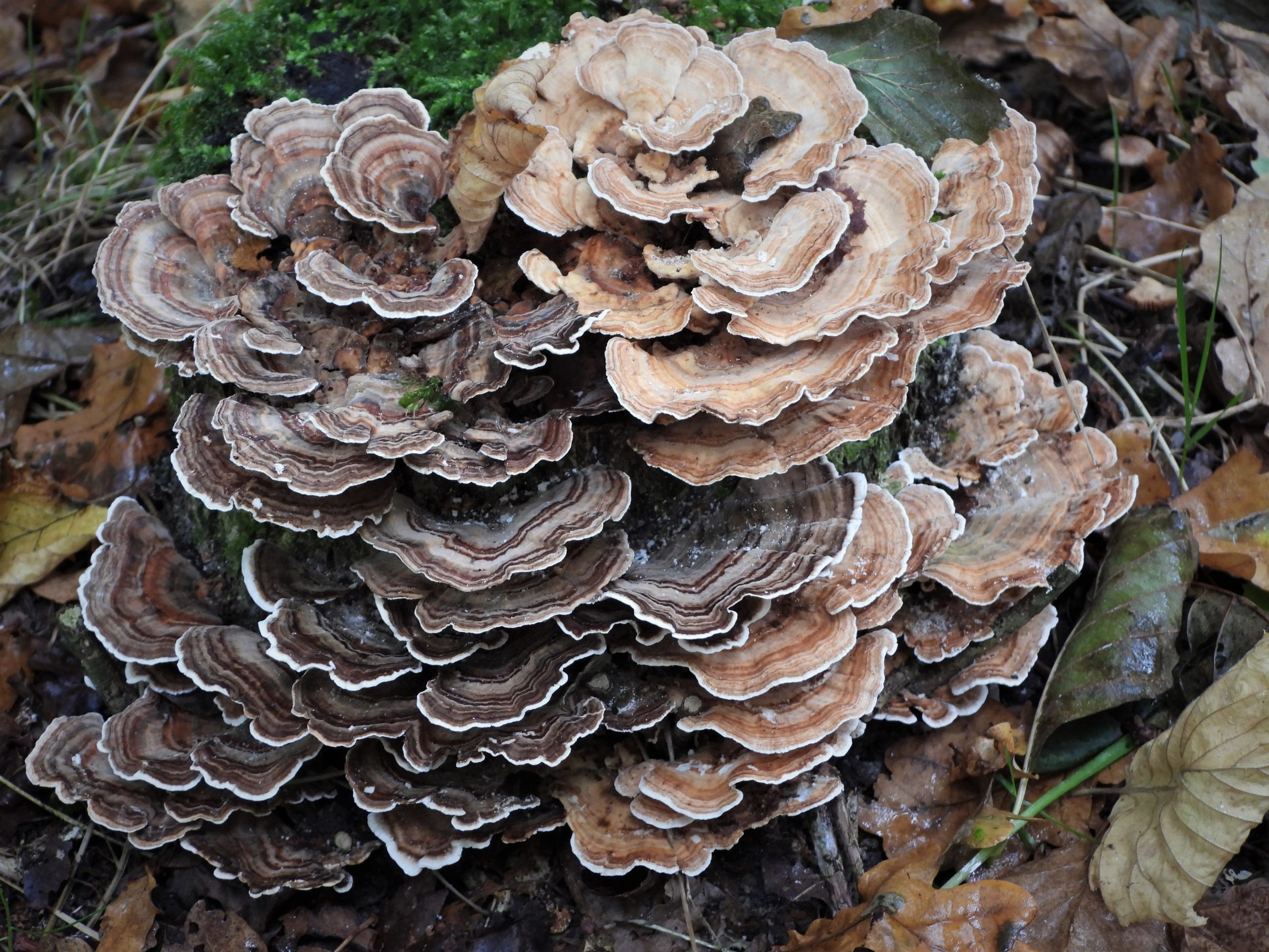 Bruingestreepte tonderzwamzwam met golfvormige randen op de bosbodem tussen bladeren.