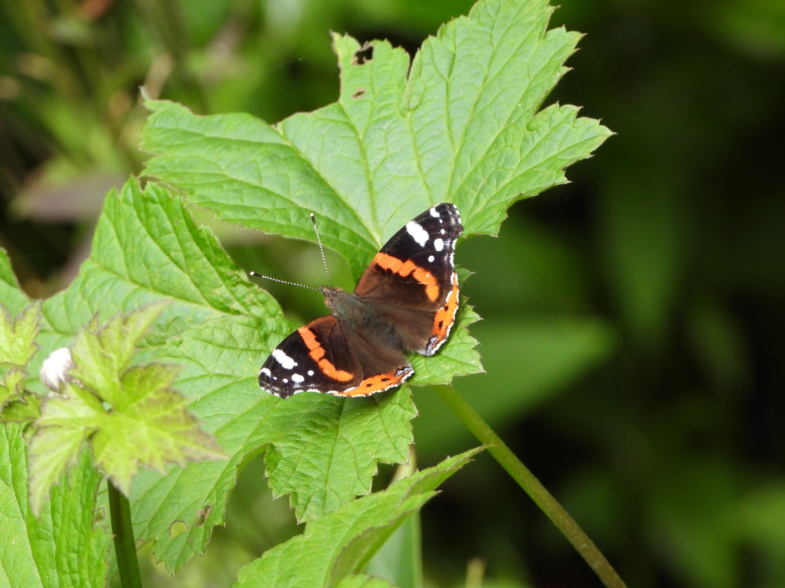 Vlinder met oranje en zwarte vleugels op groene bladeren in een natuurlijke omgeving.
