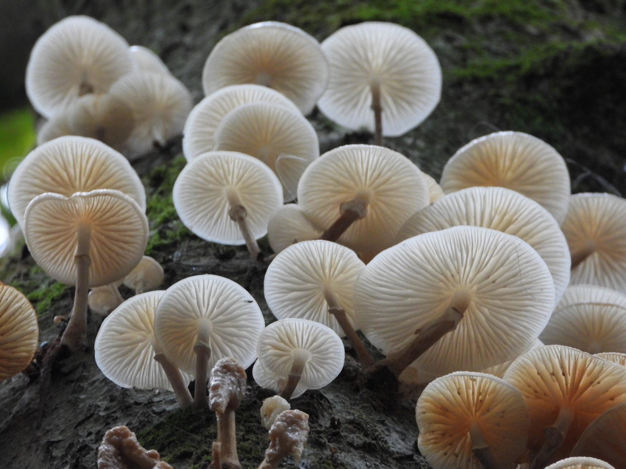 Onderkant van witte paddenstoelen, groeiend op boomstam, met zichtbare lamellen en groene mos.