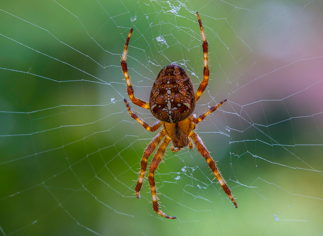 Een spin met patroon op het lichaam zit in haar web tegen een groene achtergrond.