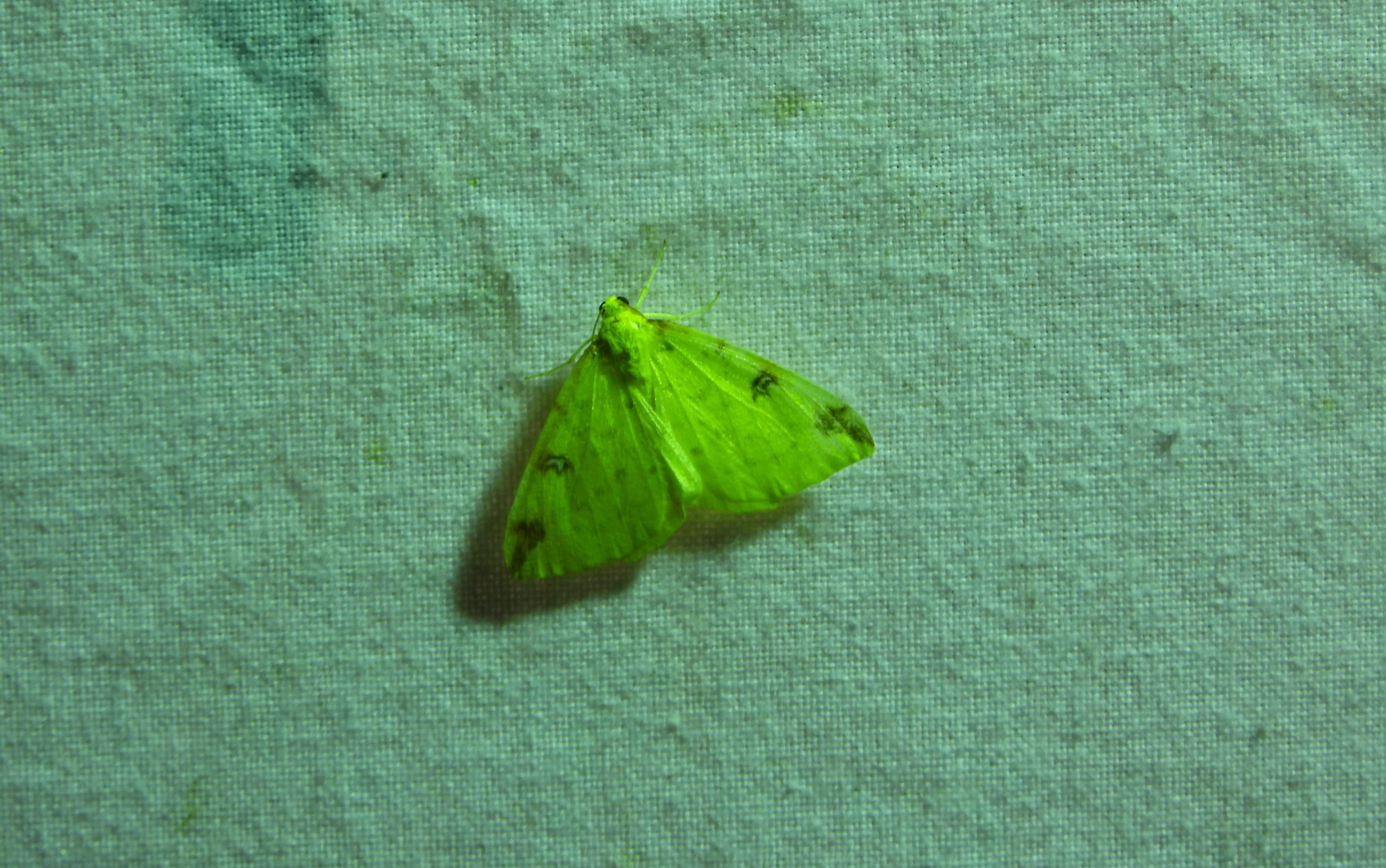 Groene mot op een grijze achtergrond, vleugels gespreid met subtiele donkere markeringen.