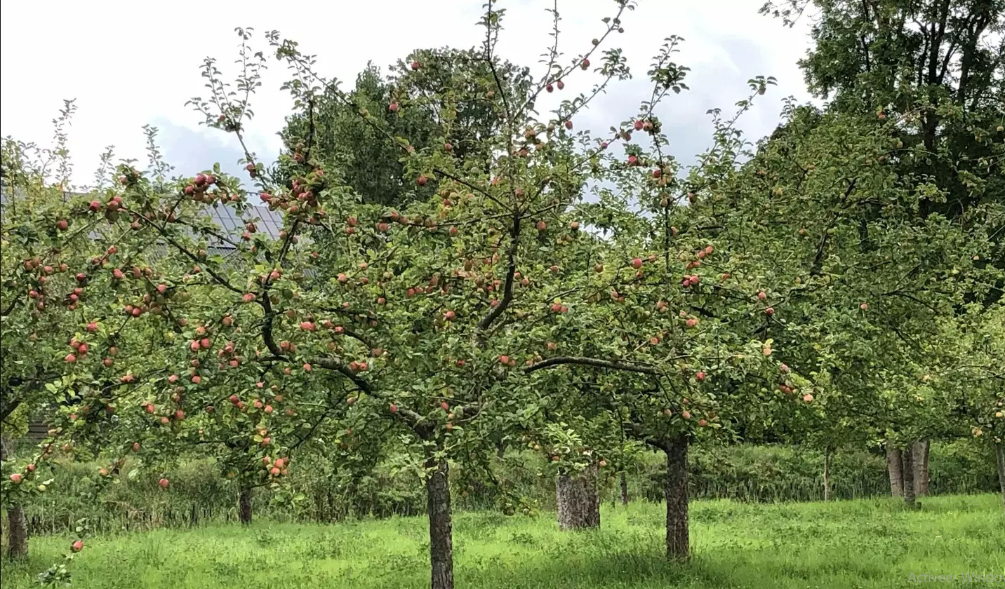 Boomgaard met appelbomen vol rode appels, omringd door groen gras en bomen.