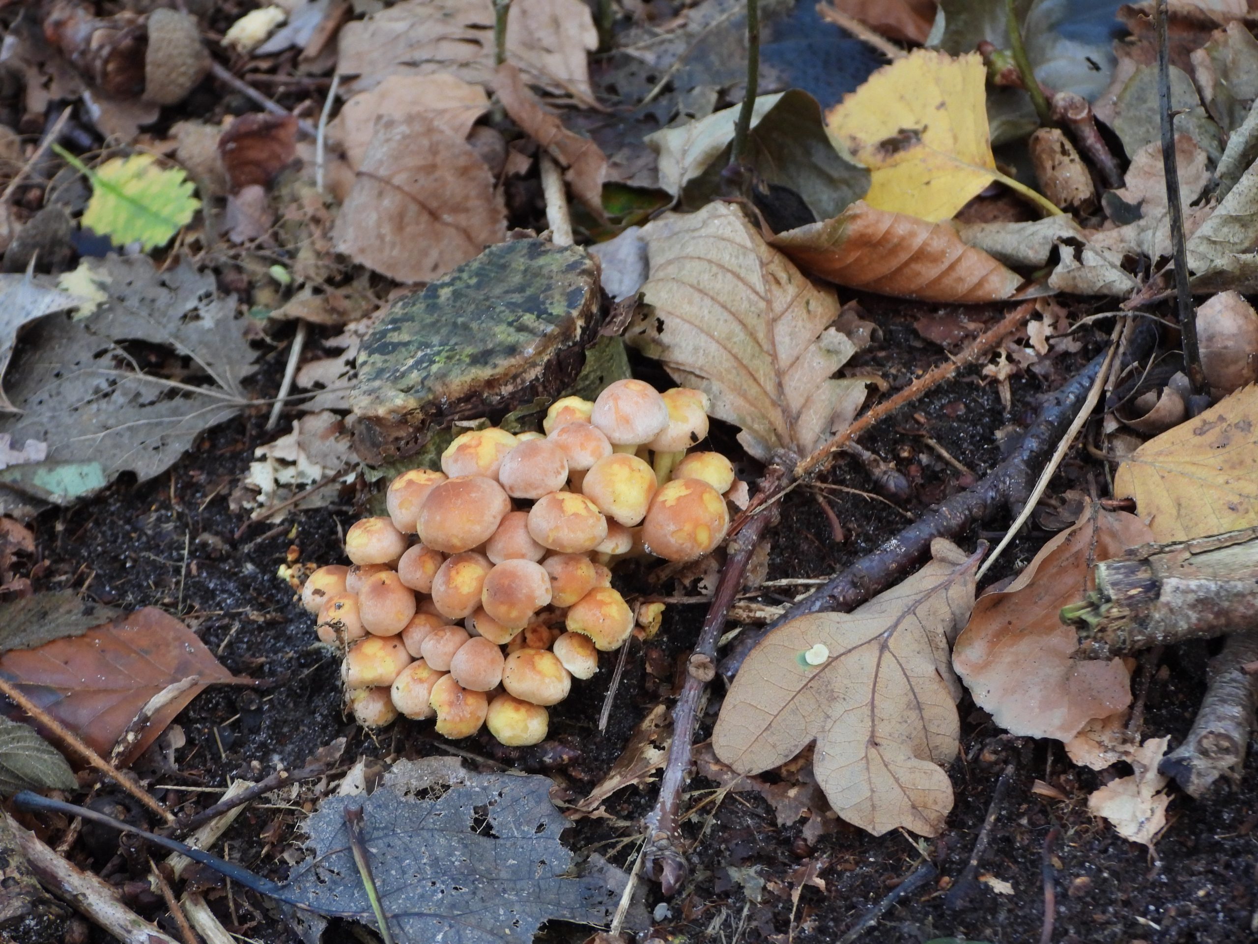Tros oranje paddenstoelen groeiend op een bosbodem bedekt met herfstbladeren.