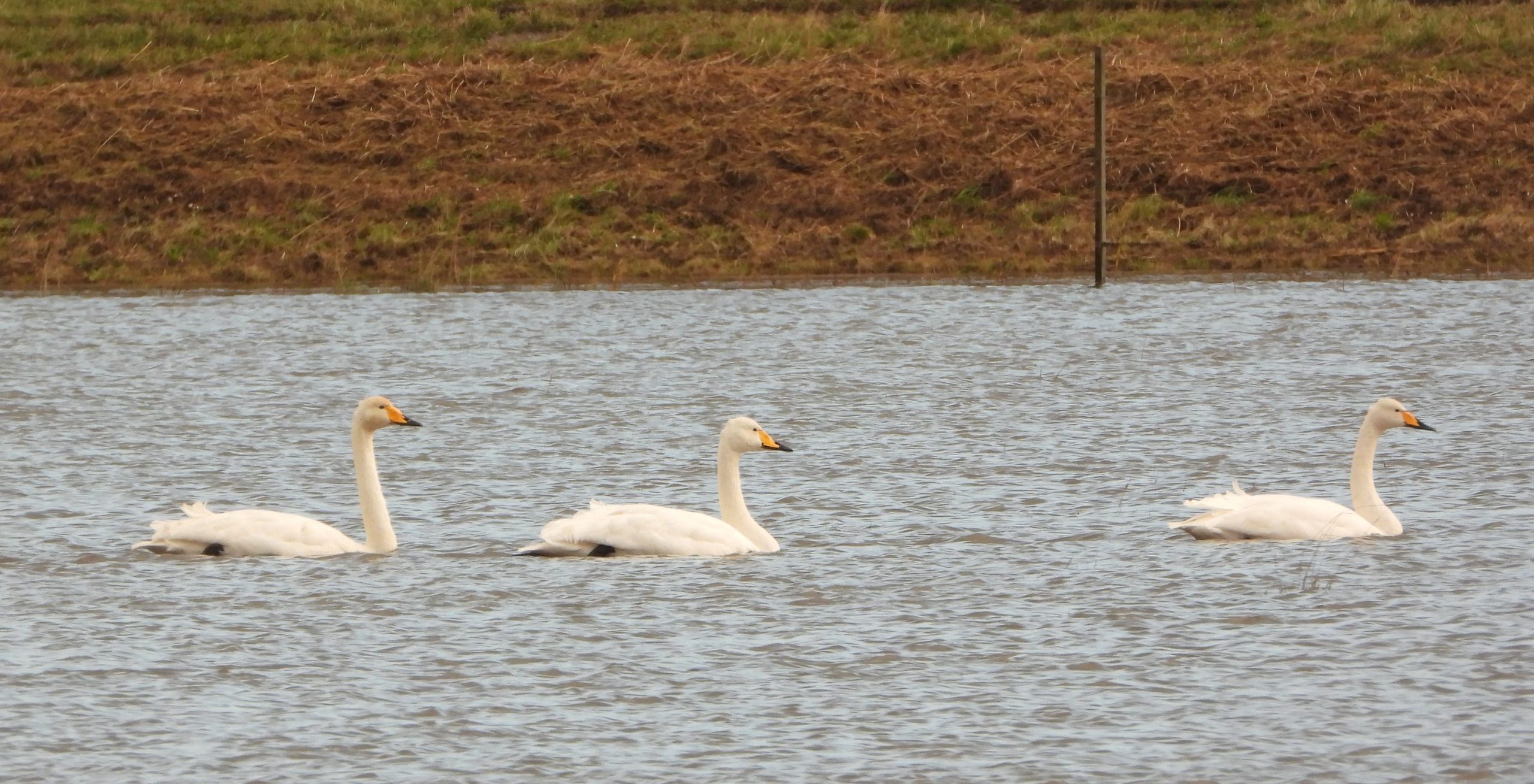 Drie zwanen zwemmen in rustig water met een grasachtige oever op de achtergrond.