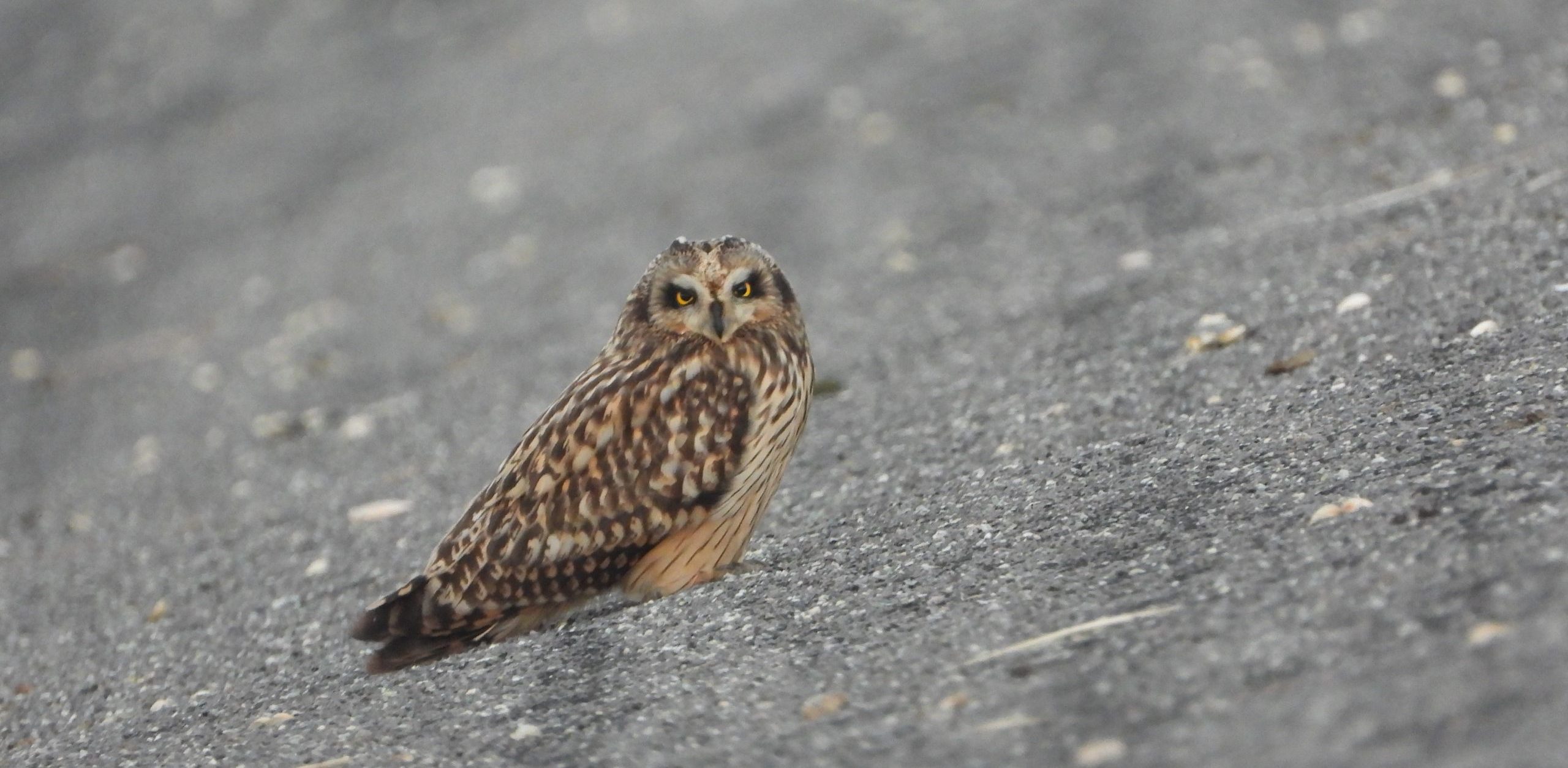 Uil met gevlekt verenkleed gezeten op een kiezelachtige ondergrond, kijkend naar de camera.