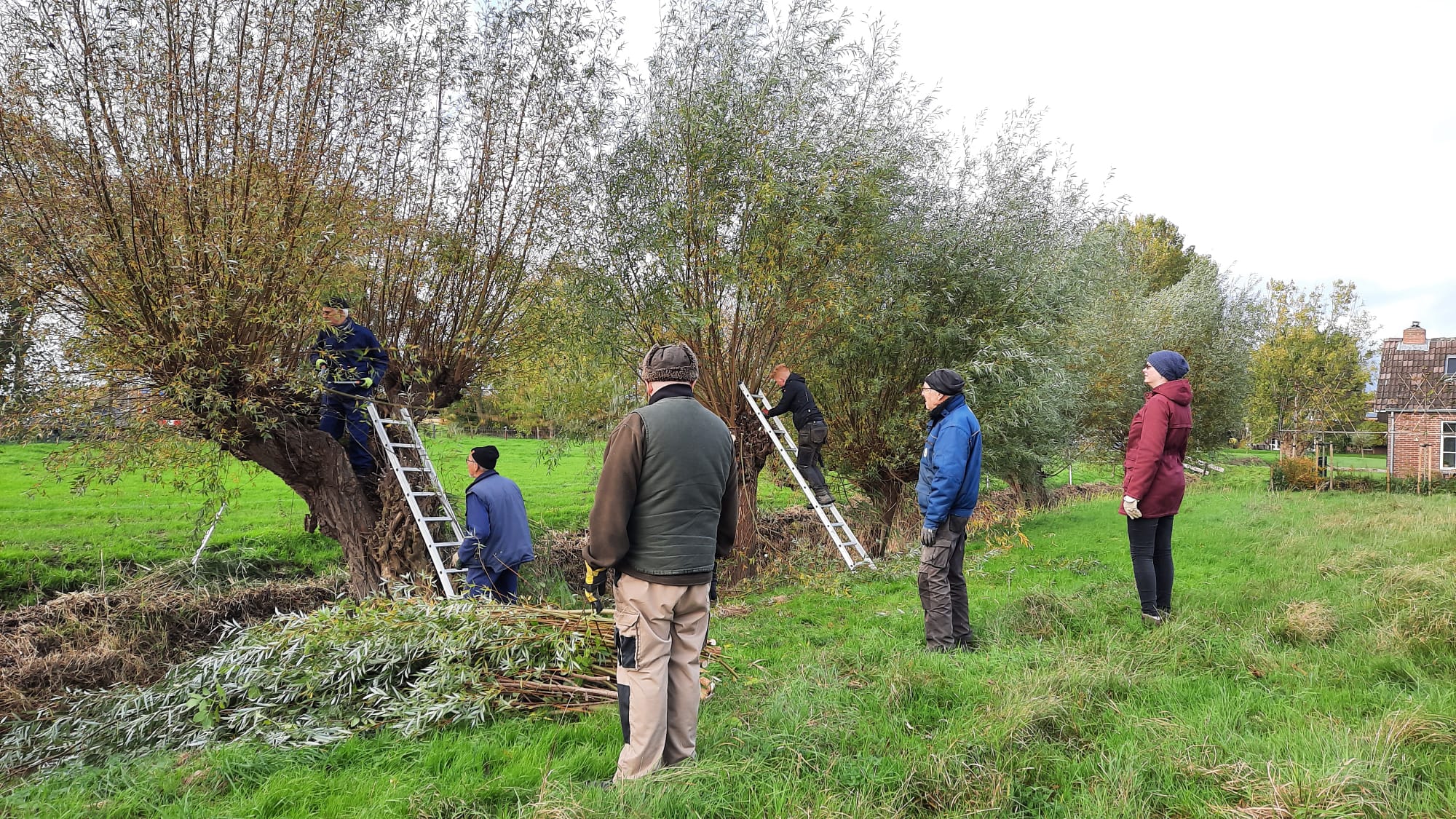 Mensen snoeien knotwilgen in een veld met behulp van ladders en zagen.