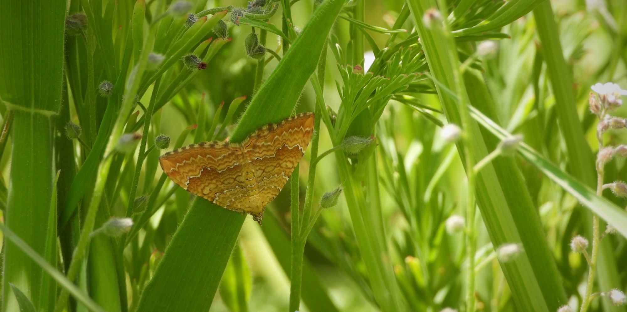 Oranje mot op groene bladeren in een weelderig begroeide omgeving.