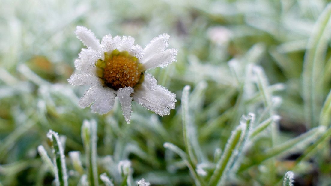 Ijzige madelief met bevroren bladeren op een wazige, groene achtergrond.