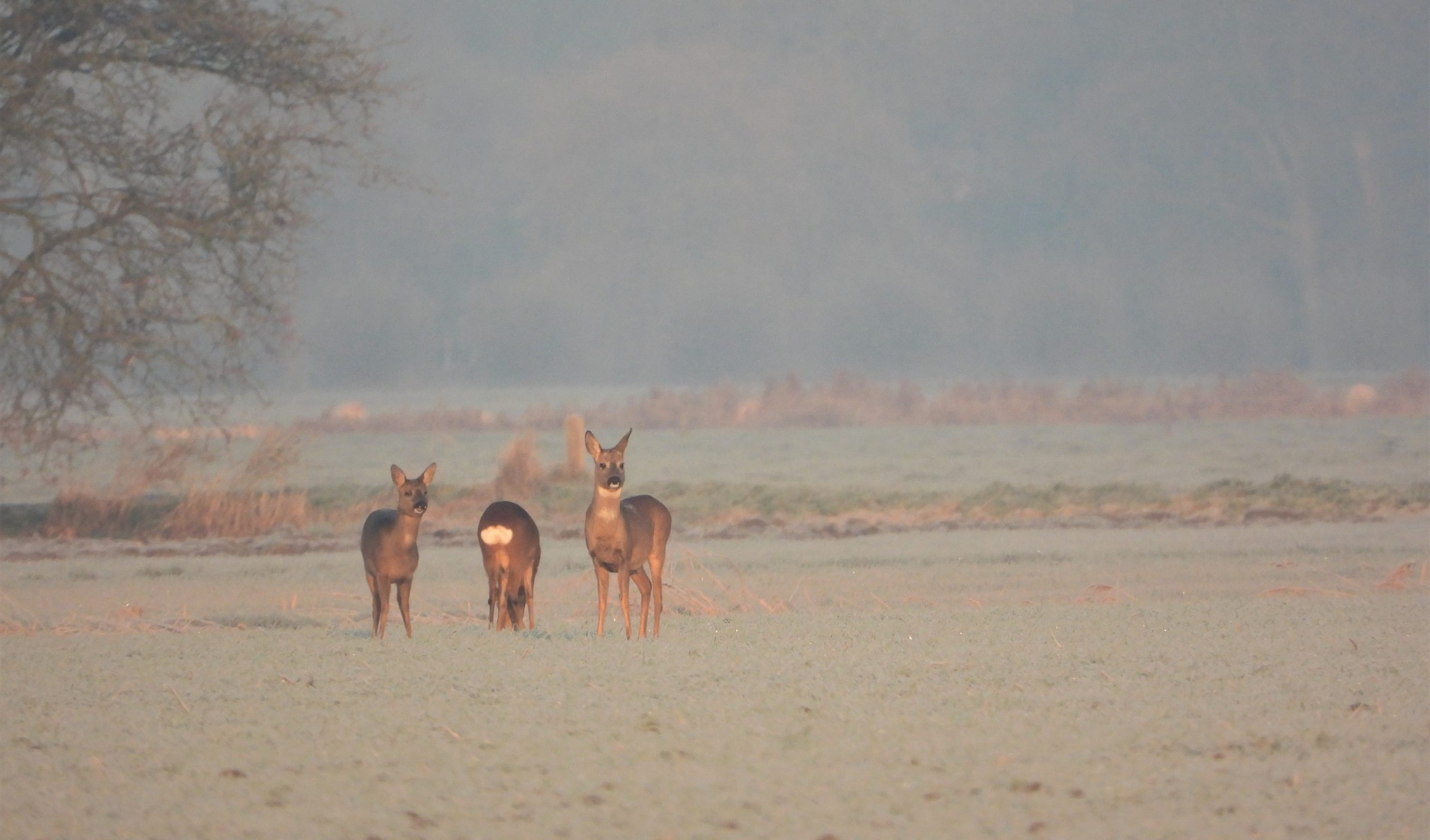Drie reeën staan in een mistig veld, omringd door bomen en begroeiing.