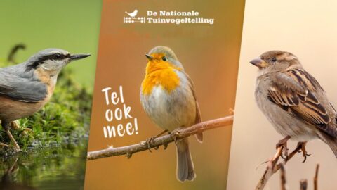Drie tuinvogels op takken voor Nationale Tuinvogeltelling, met tekst "Tel ook mee!".
