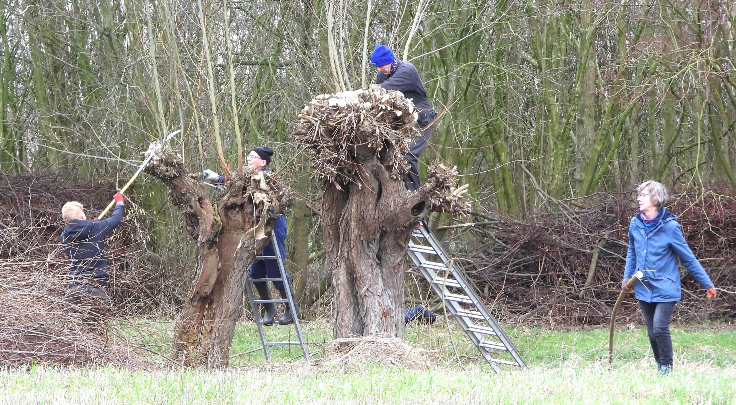 Mensen snoeien wilgen met zagen en ladders in een bosrijke, open omgeving.