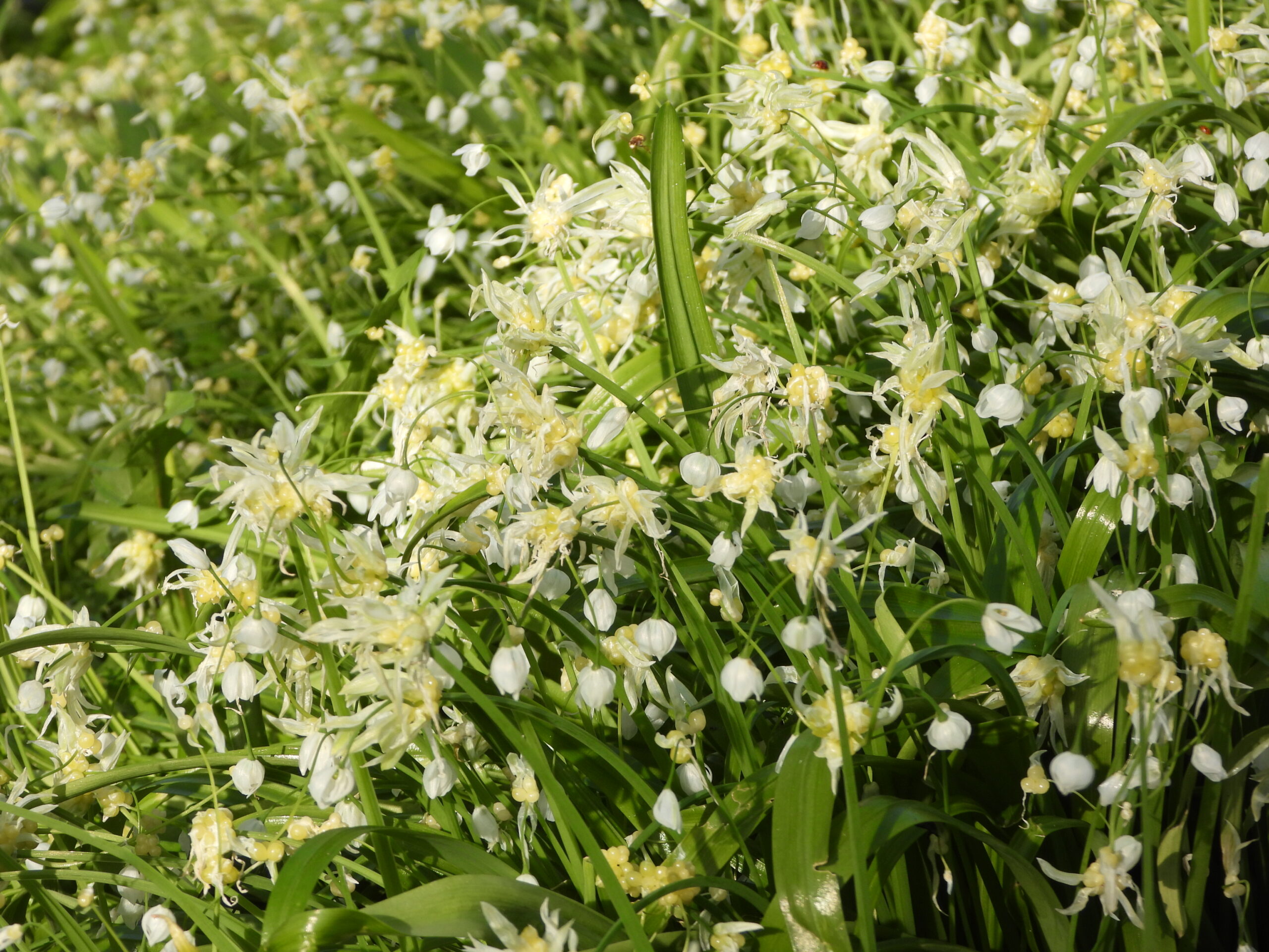 Witte bloemetjes met groene bladeren in zonlicht, dicht op elkaar gegroeid.