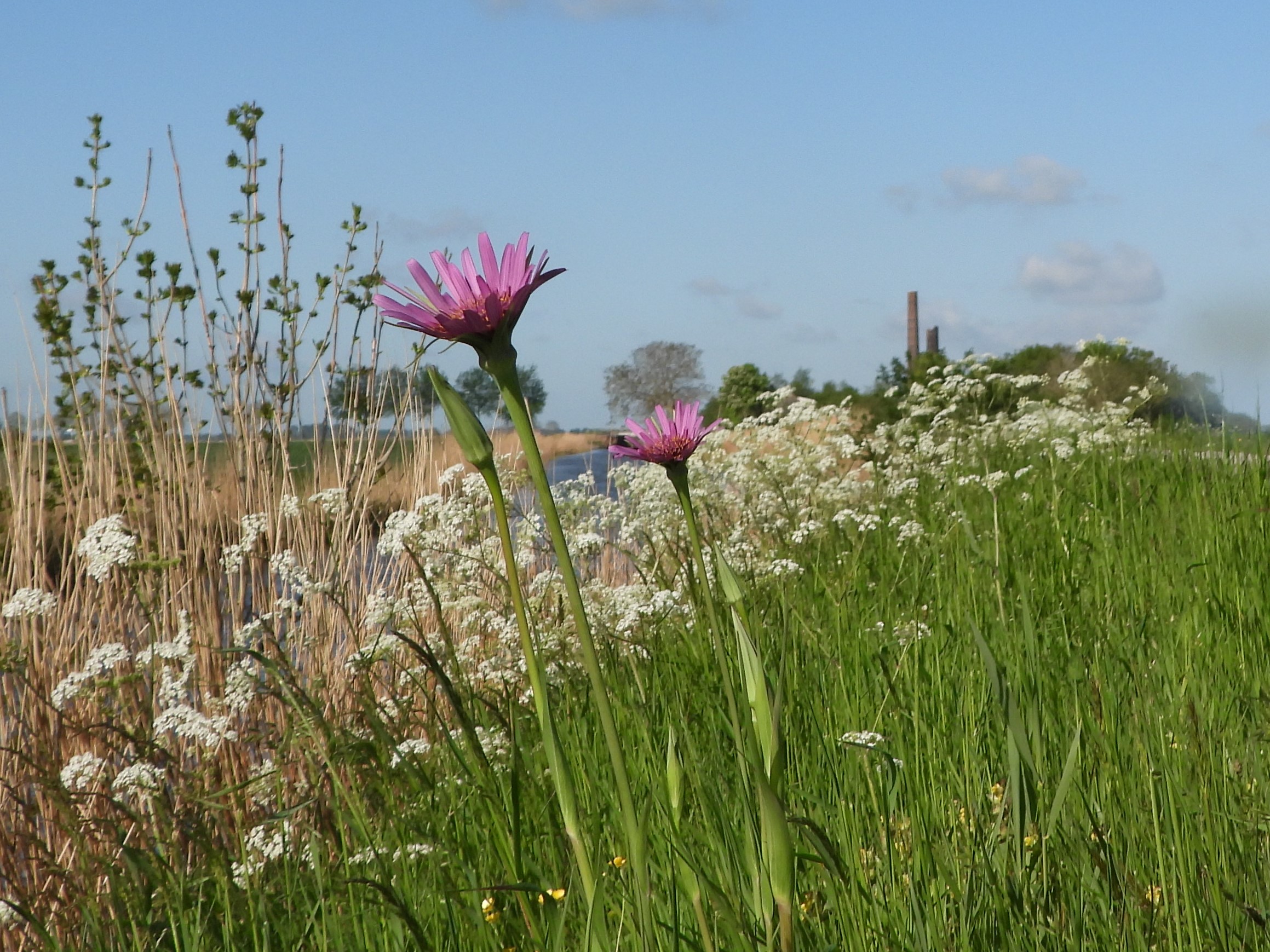 Paarse bloemen en wit fluitenkruid in een groene weide met horizon op de achtergrond.