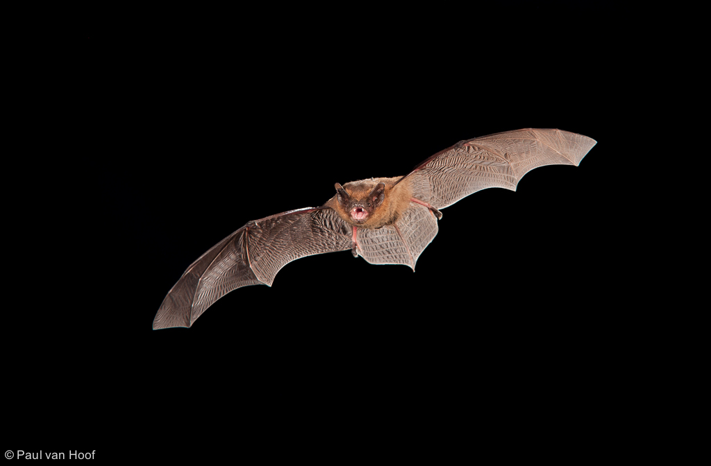 Vliegende vleermuis tegen een zwarte achtergrond, met uitgespreide vleugels zichtbaar.