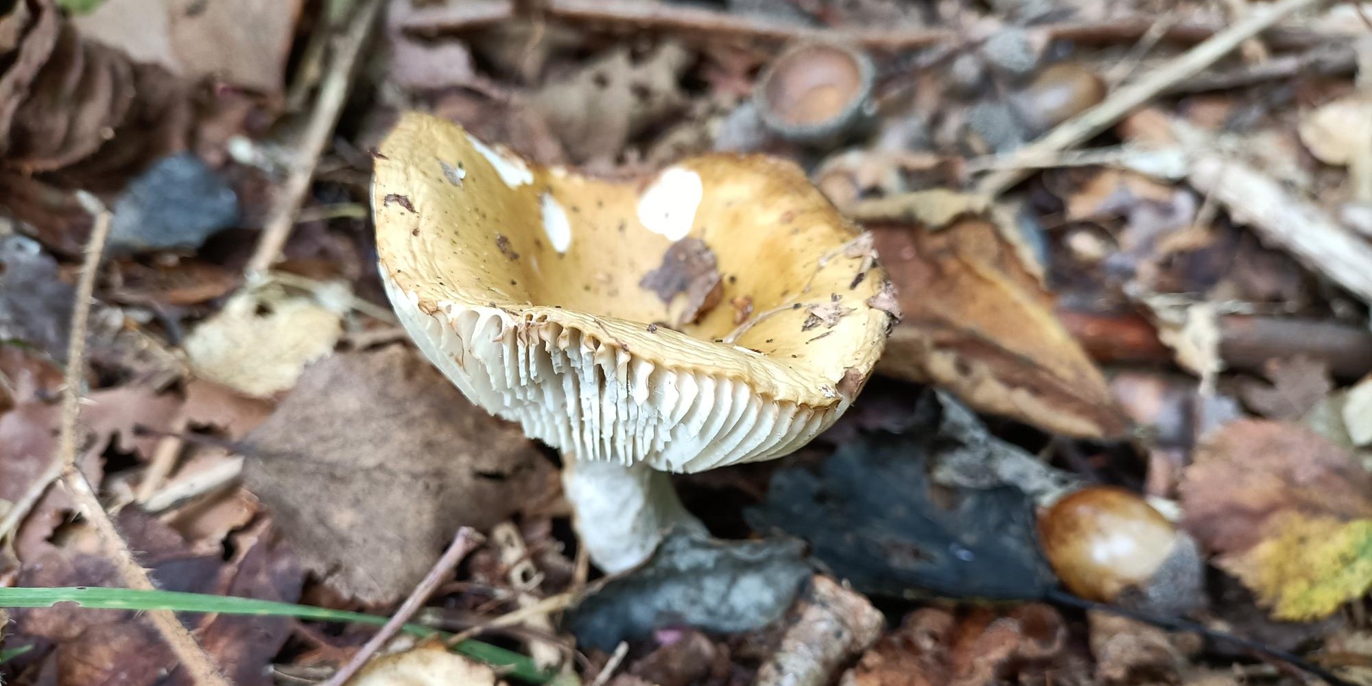Bruine paddenstoel groeit tussen bladeren en takjes in een bosrijke omgeving.