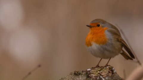 Roodborstje zittend op een tak met een onscherpe, natuurlijke achtergrond.