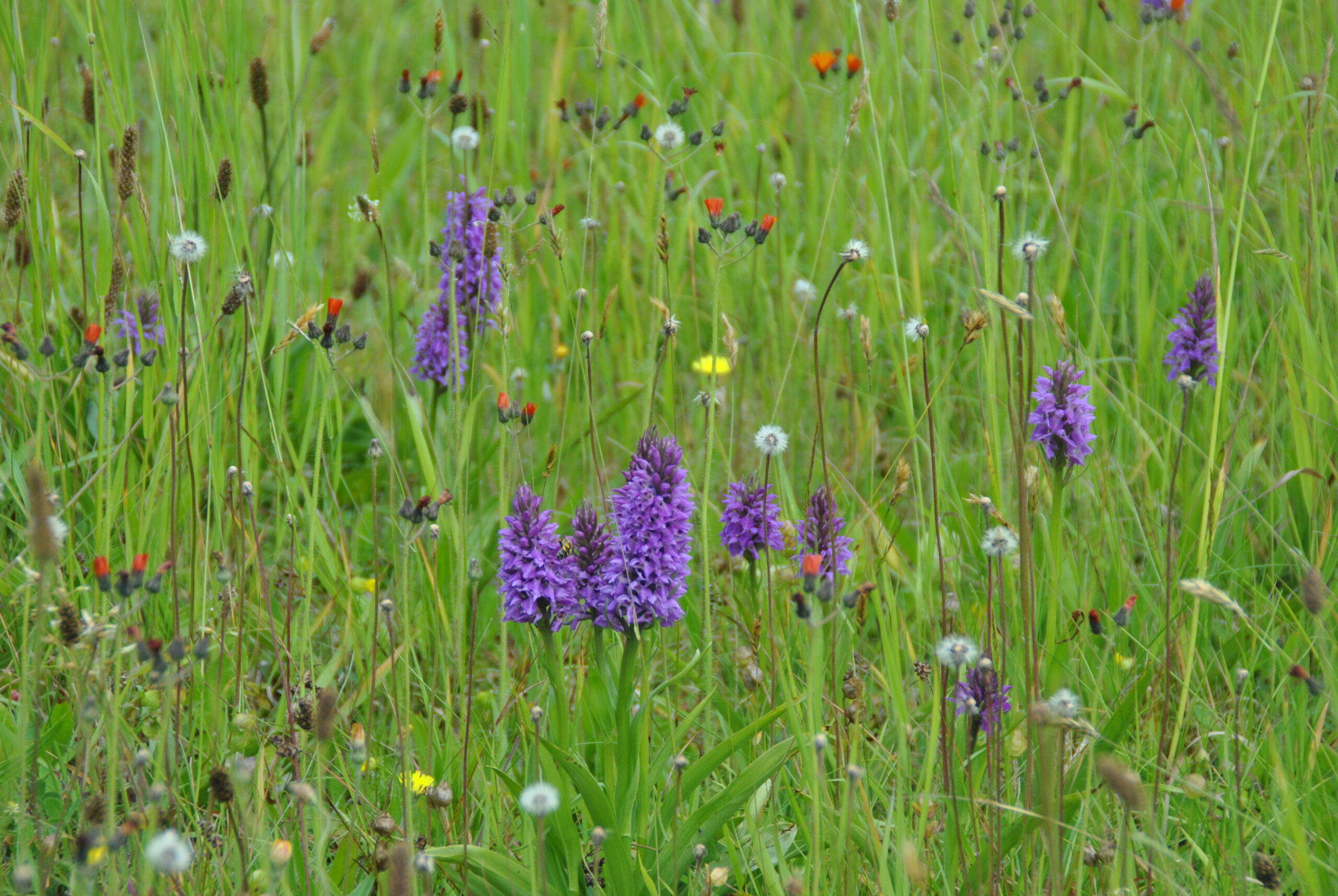 Paarse wilde bloemen in een groene weide met gras en verspreide pluizige zaadkoppen.