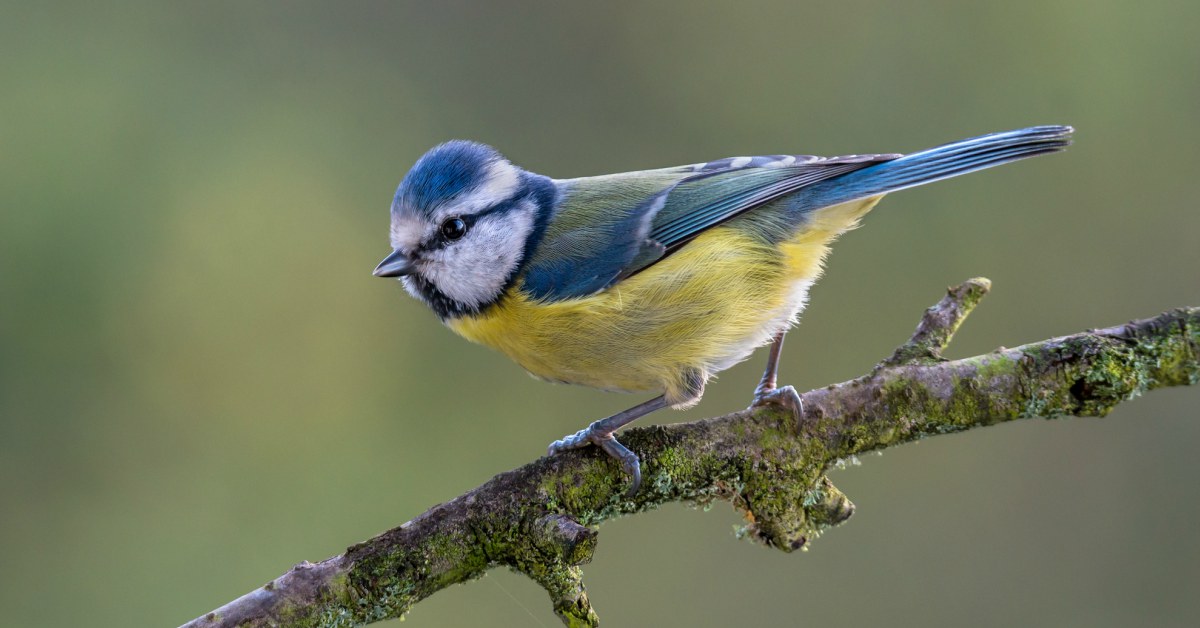 Blauwe mees op een mosrijke tak, groene achtergrond.