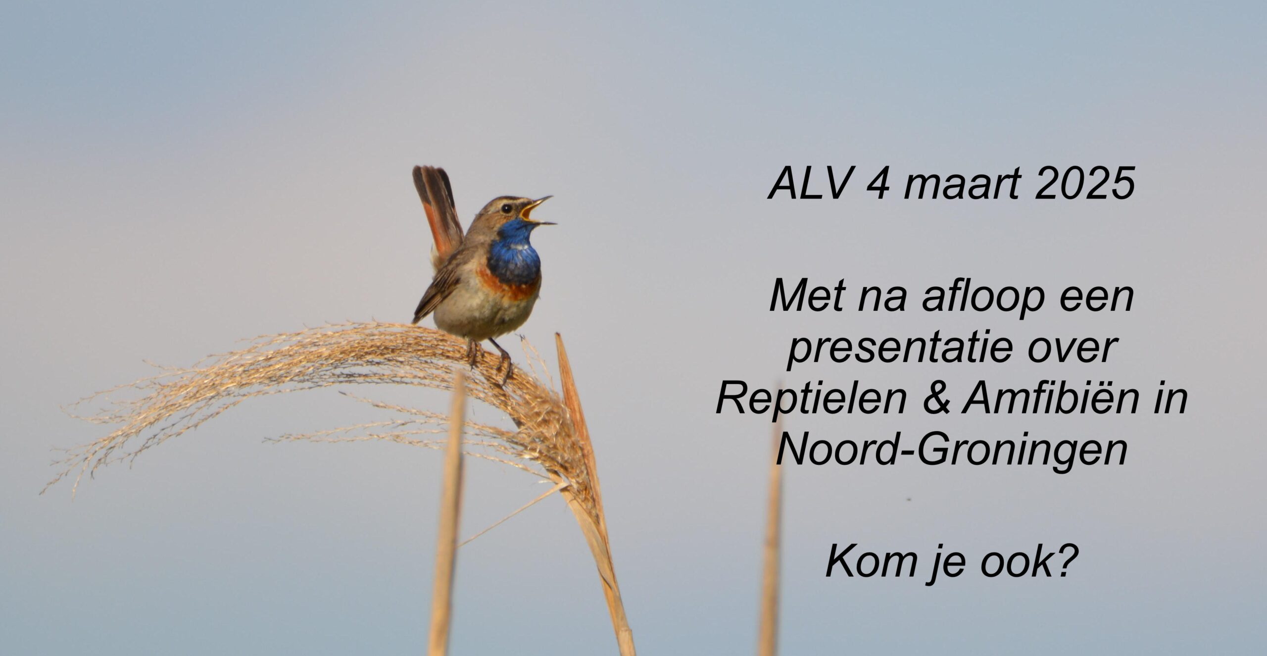 Vogel op riet met tekst over ALV op 4 maart 2025 en presentatie over reptielen, amfibieën.