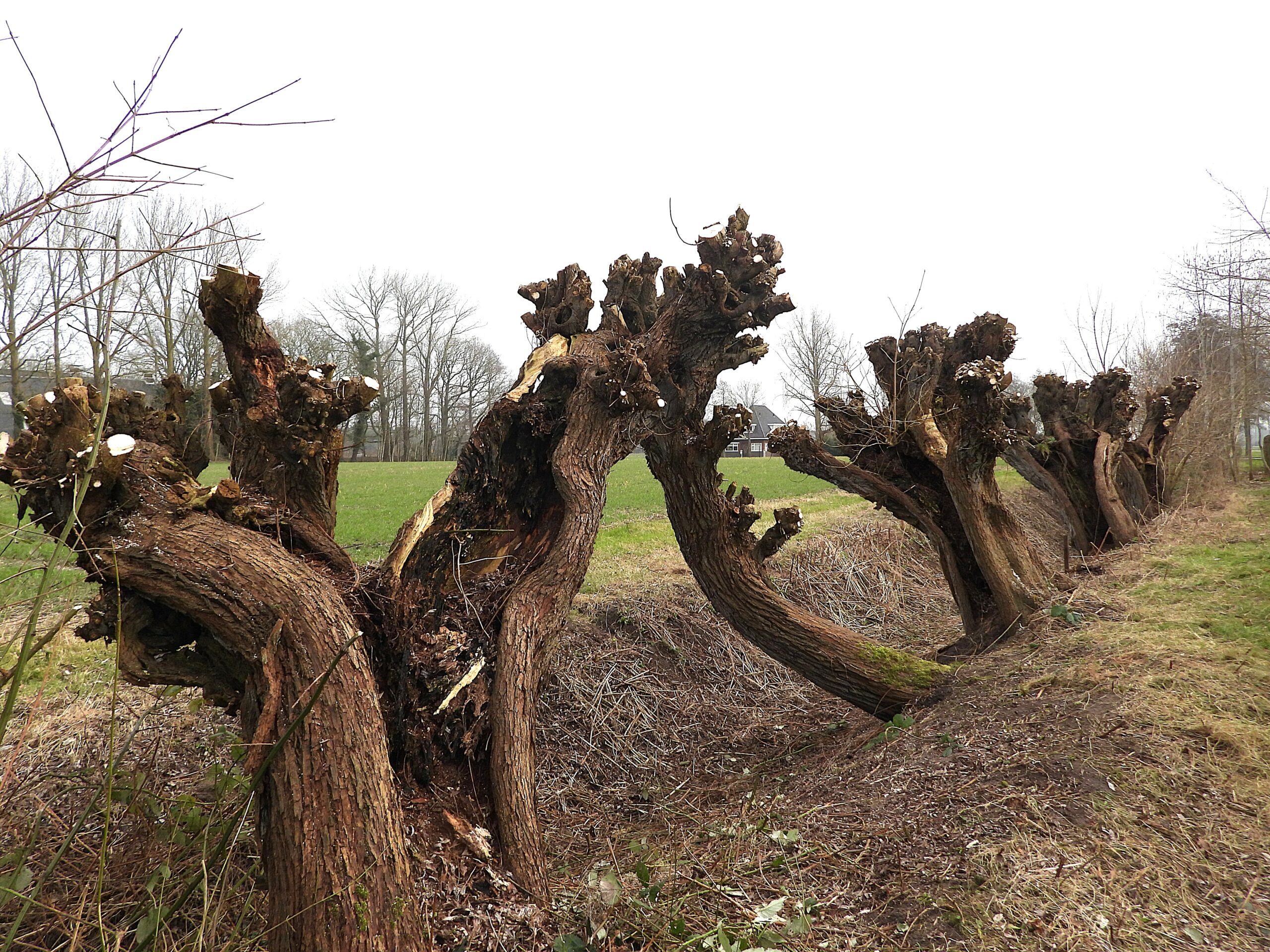Rij knotbomen langs sloot in winters landschap, met kale takken en gras op de voorgrond.