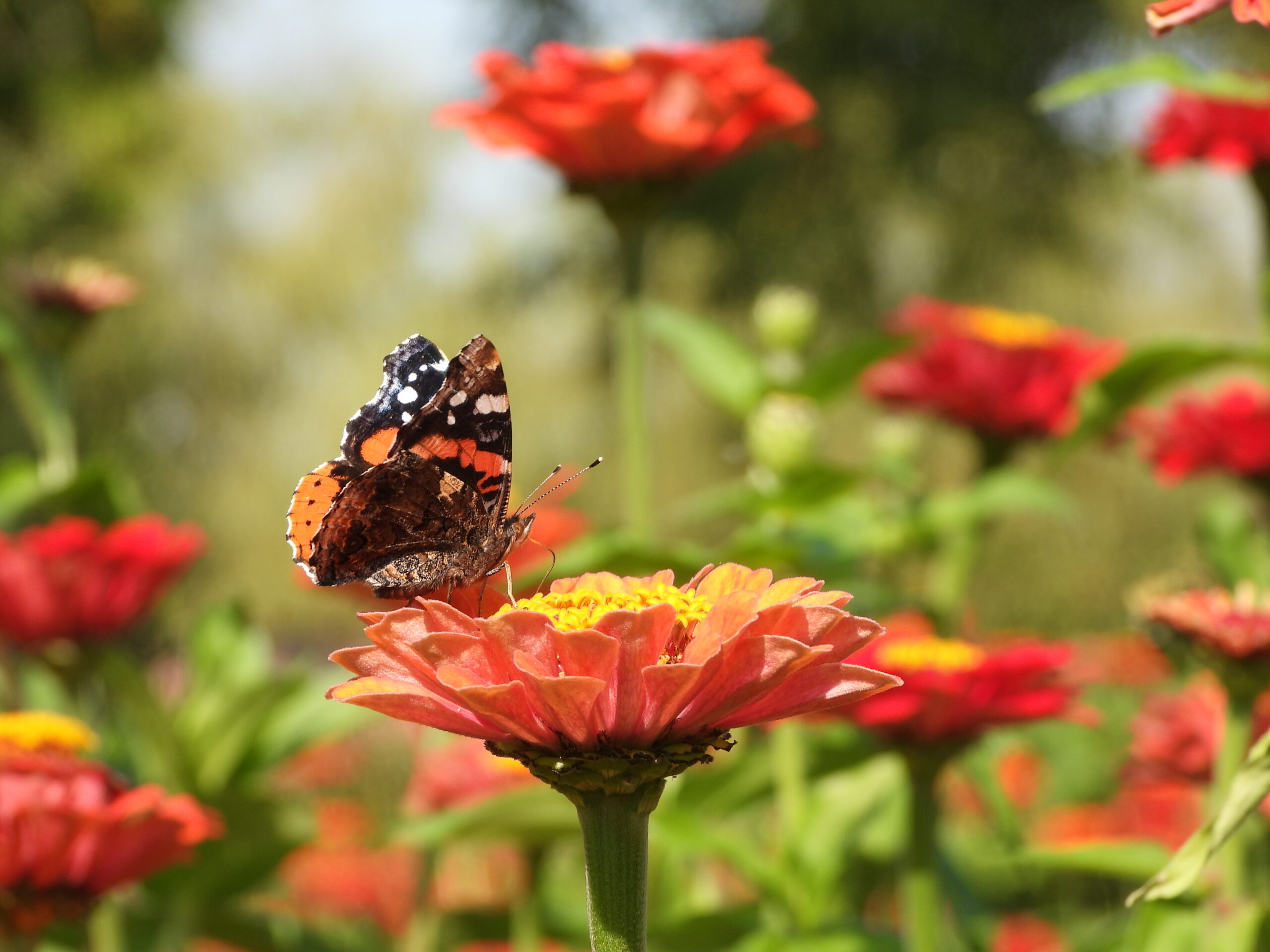 Vlinder op een oranje bloem in een tuin vol kleurrijke bloemen.