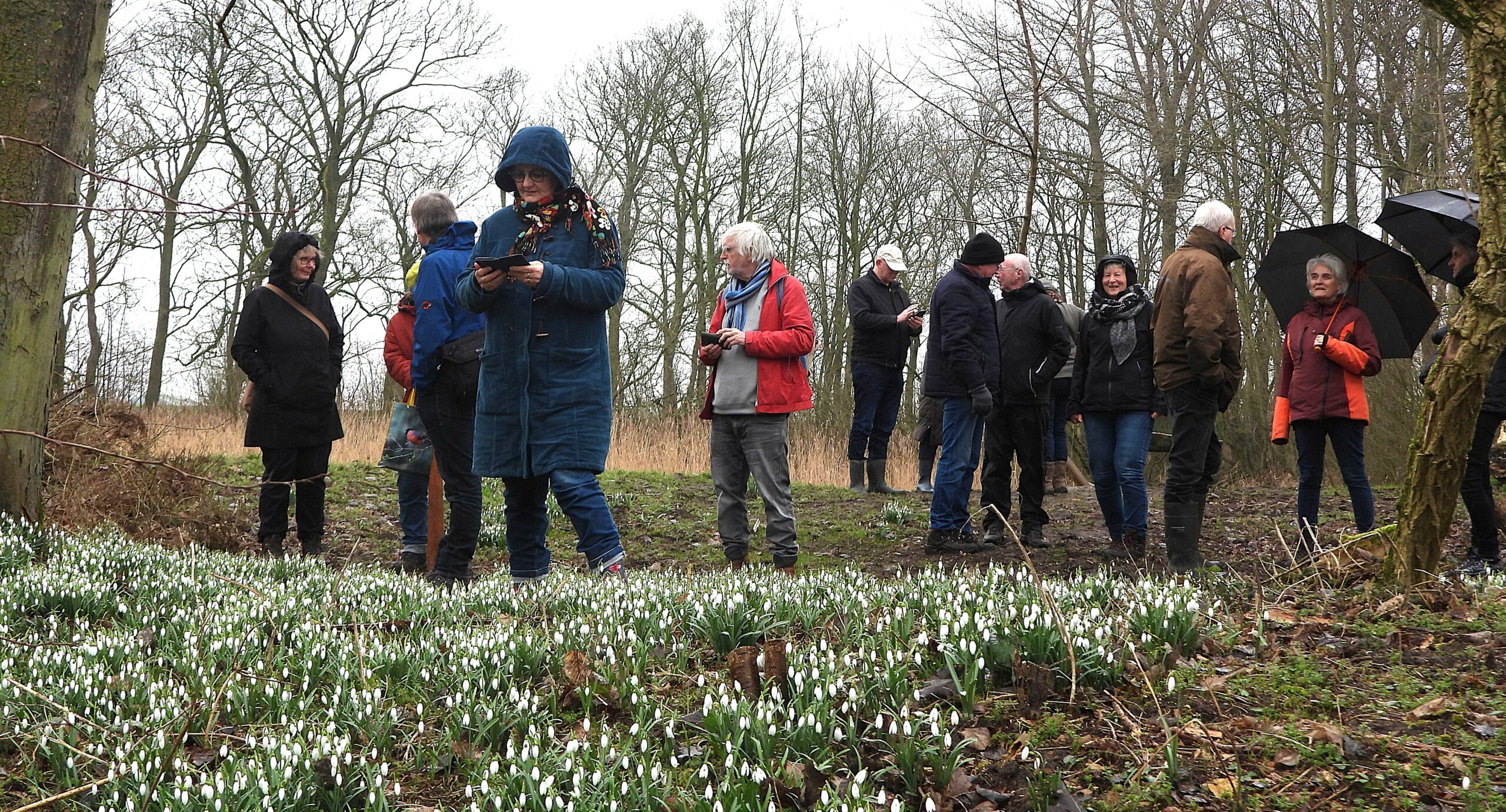 Groep mensen wandelt door een bos met sneeuwklokjes, sommigen met paraplu's.