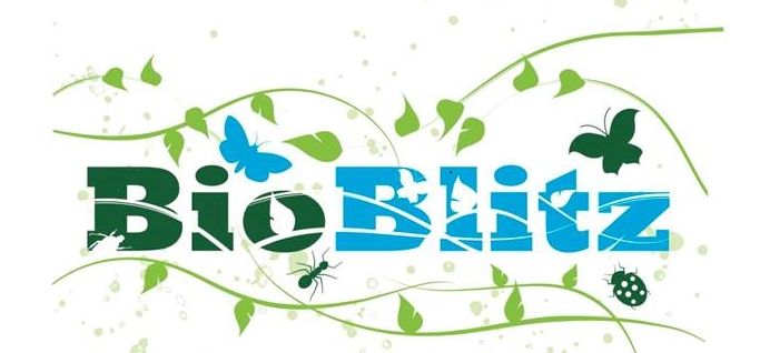 "BioBlitz logo met bladeren, vlinders, een mier en een lieveheersbeestje in groene en blauwe tinten."