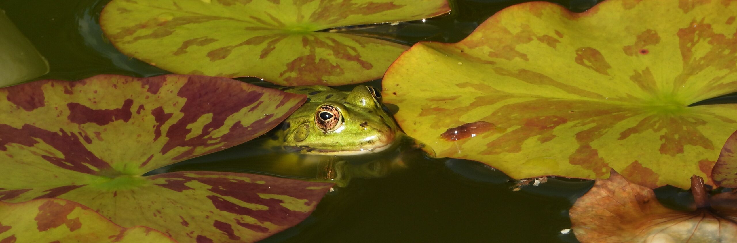 Een groene kikker kijkt tussen drijvende waterlelies in vijver.