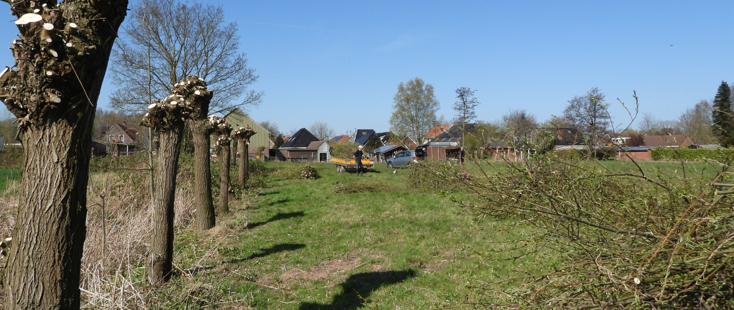 Geknotte bomen langs grasveld met dorpshuizen en blauwe lucht op achtergrond.