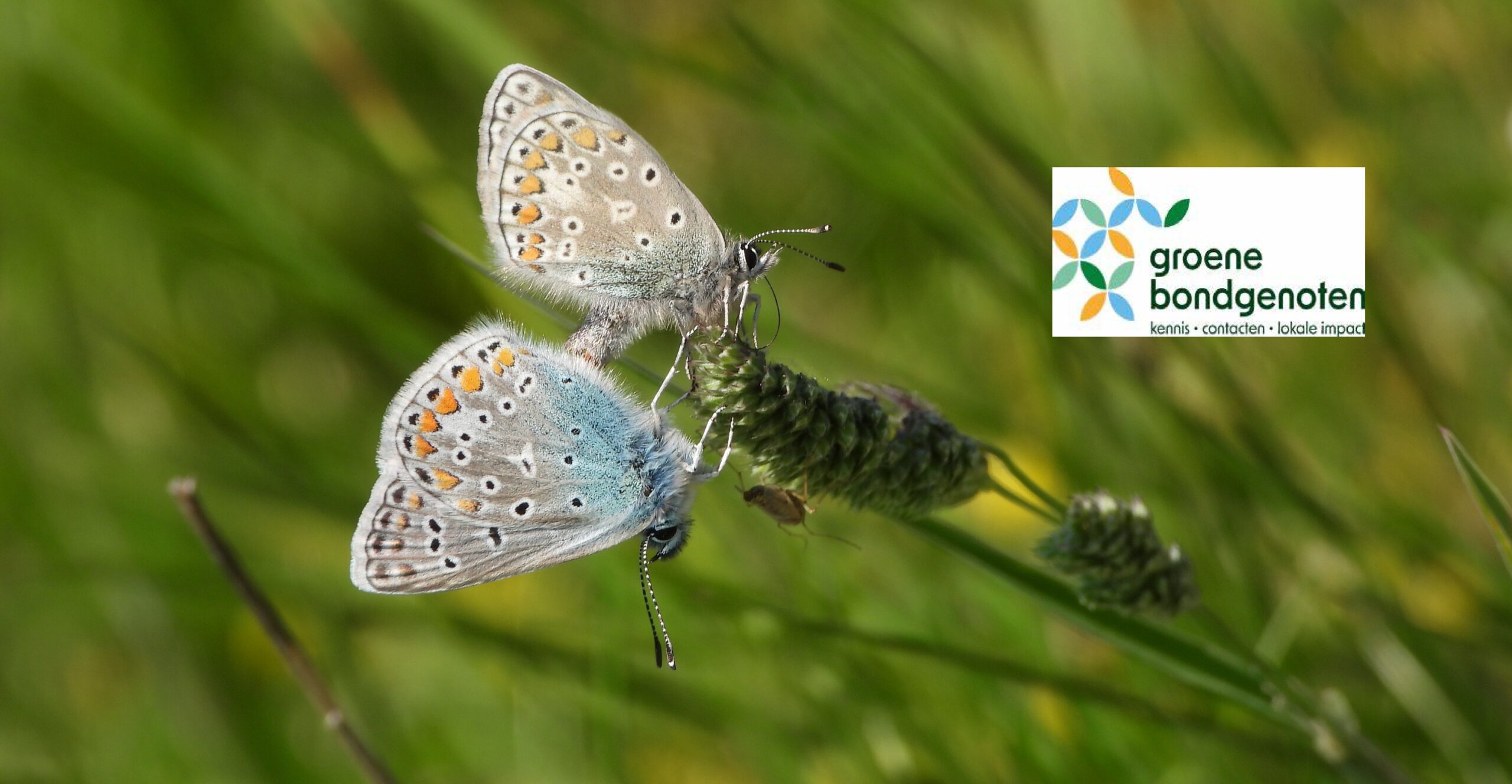 Twee vlinders op een grasstengel met logo van Groene Bondgenoten op groene achtergrond.
