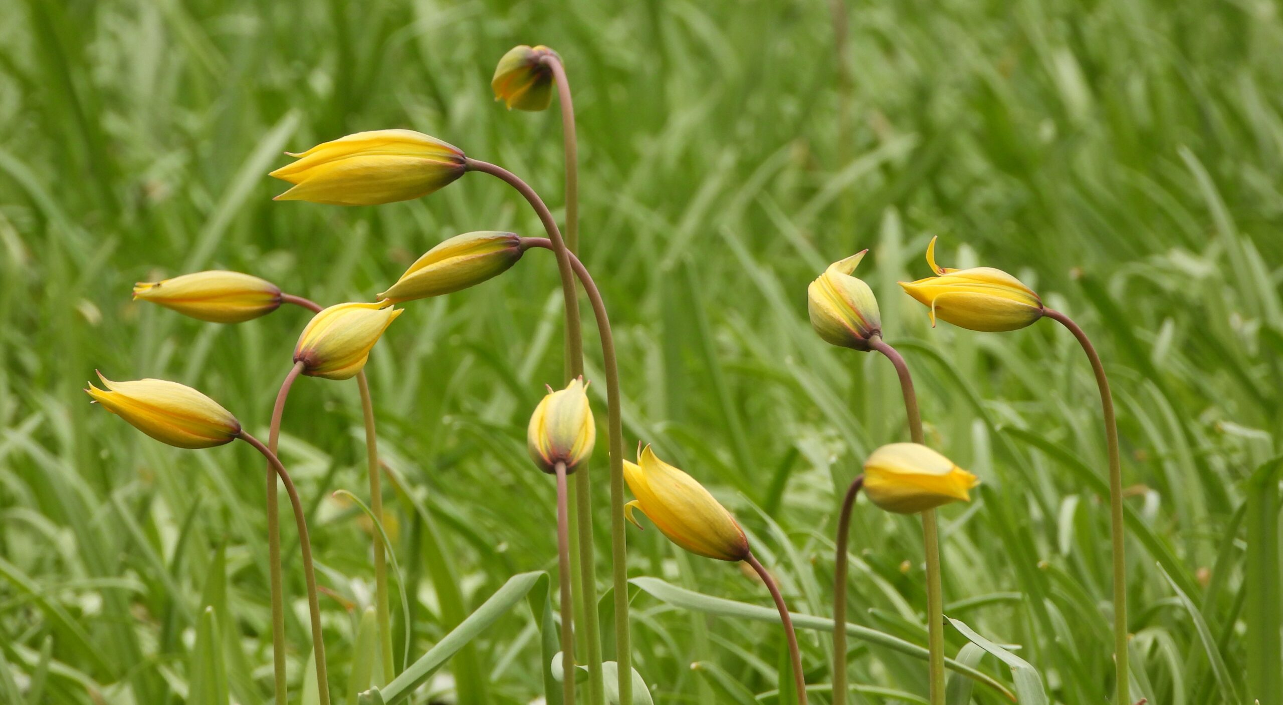 Gele tulpachtige bloemen in knop, gebogen stelen, in een groene grasrijke omgeving.