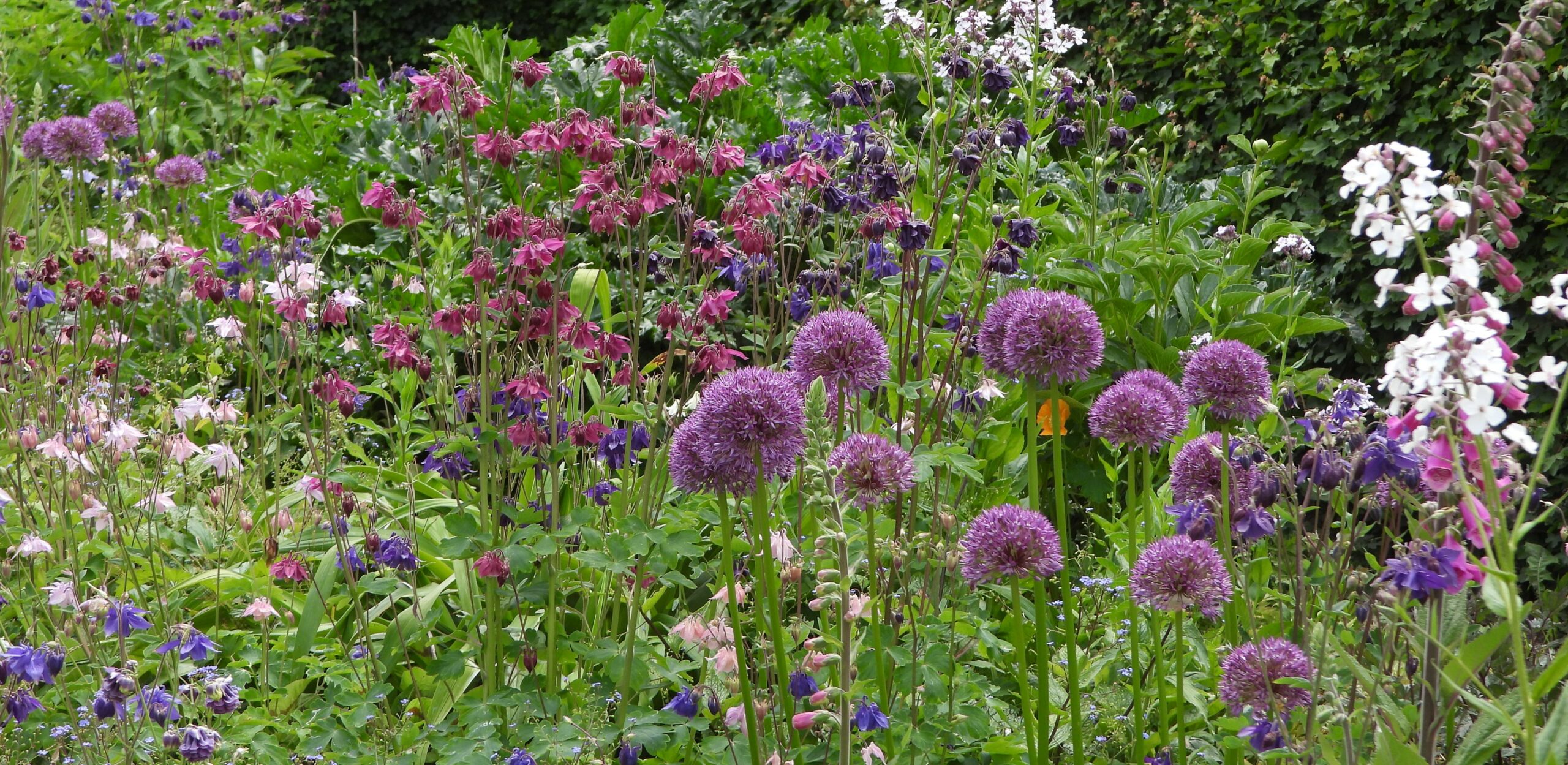 Bloemrijke tuin met paarse, roze en witte bloemen tegen groene bladeren.