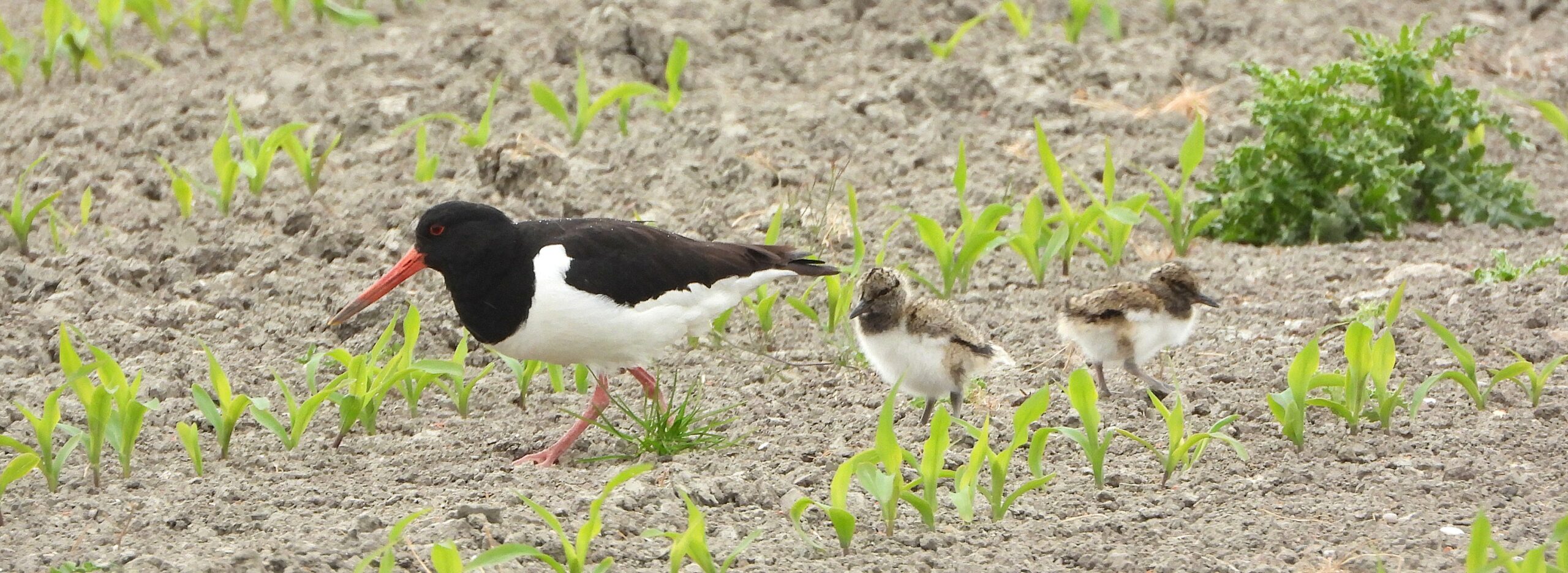 Scholekster met twee kuikens op een akker tussen jonge planten.