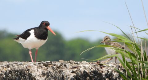 Scholekster en kuiken op een rots met gras, tegen een achtergrond van groene bomen.