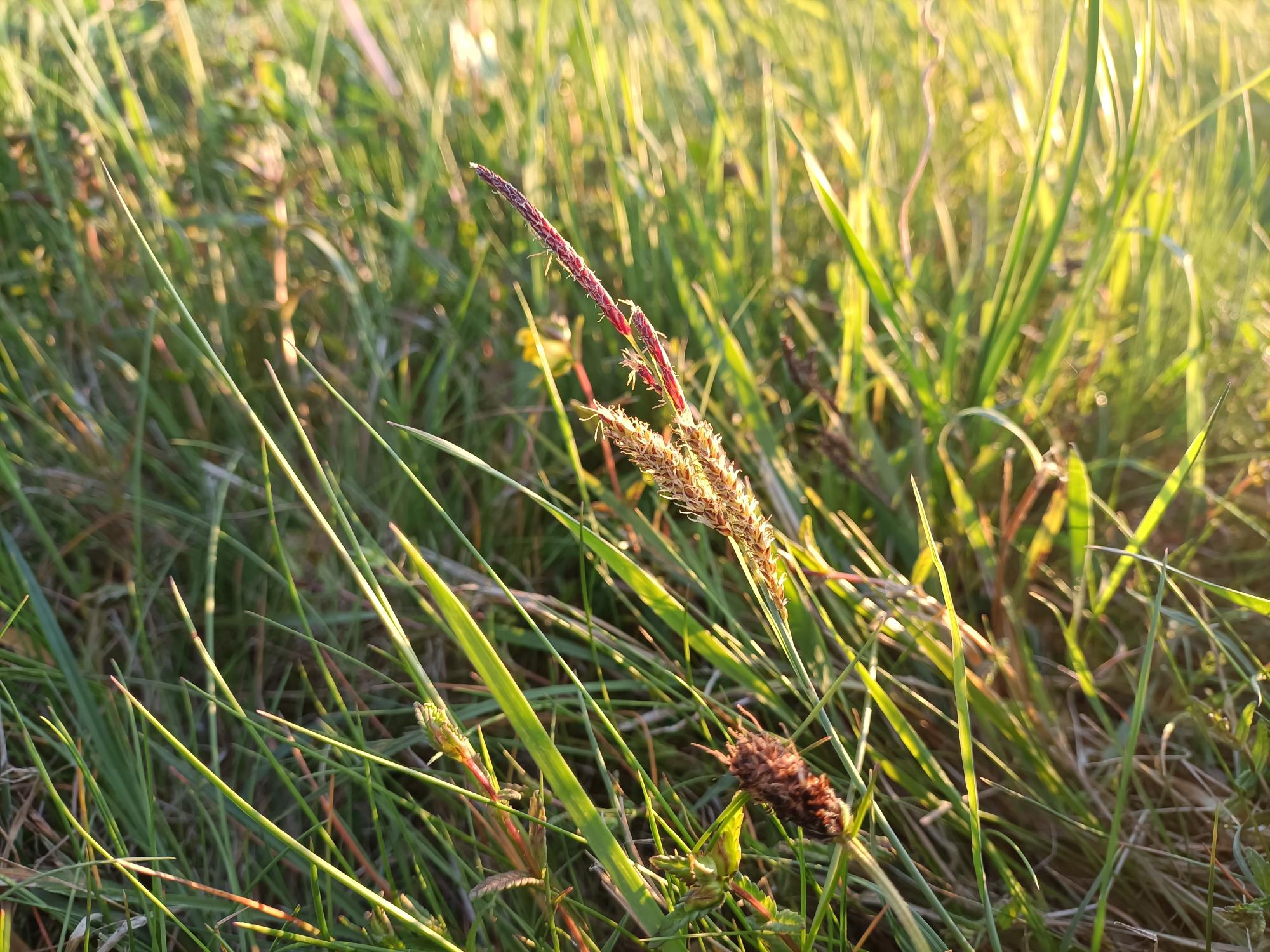 Close-up van groen gras met bruine en paarse bloeiwijzen in zonlicht.
