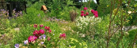 Grote tuin vol kleurrijke bloemen en groen blad, met een vogelhuisje op de achtergrond.