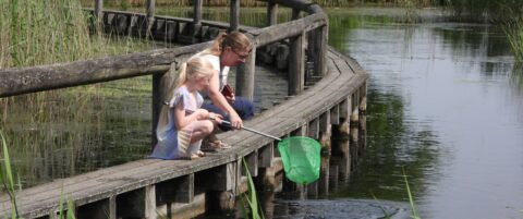 Twee mensen vangen met een schepnet kleine waterdieren vanaf een houten vlonder bij een plas water.