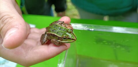 Groene kikker zit op een hand boven een groene bak in een buitenomgeving.