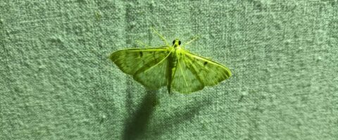 Groene nachtvlinder op textuur van ruwe stof achtergrond.