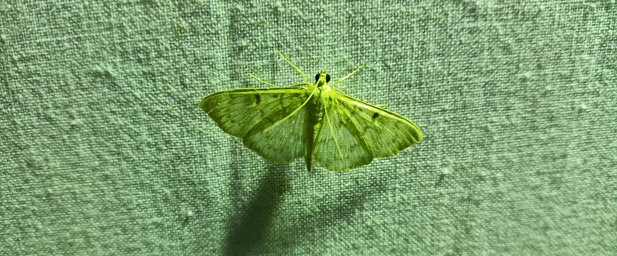 Groene nachtvlinder op textuur van ruwe stof achtergrond.