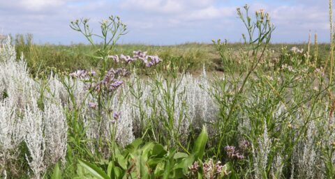 Bloeiende wilde bloemen en grassen in een groene natuurlijke omgeving onder een deels bewolkte hemel.