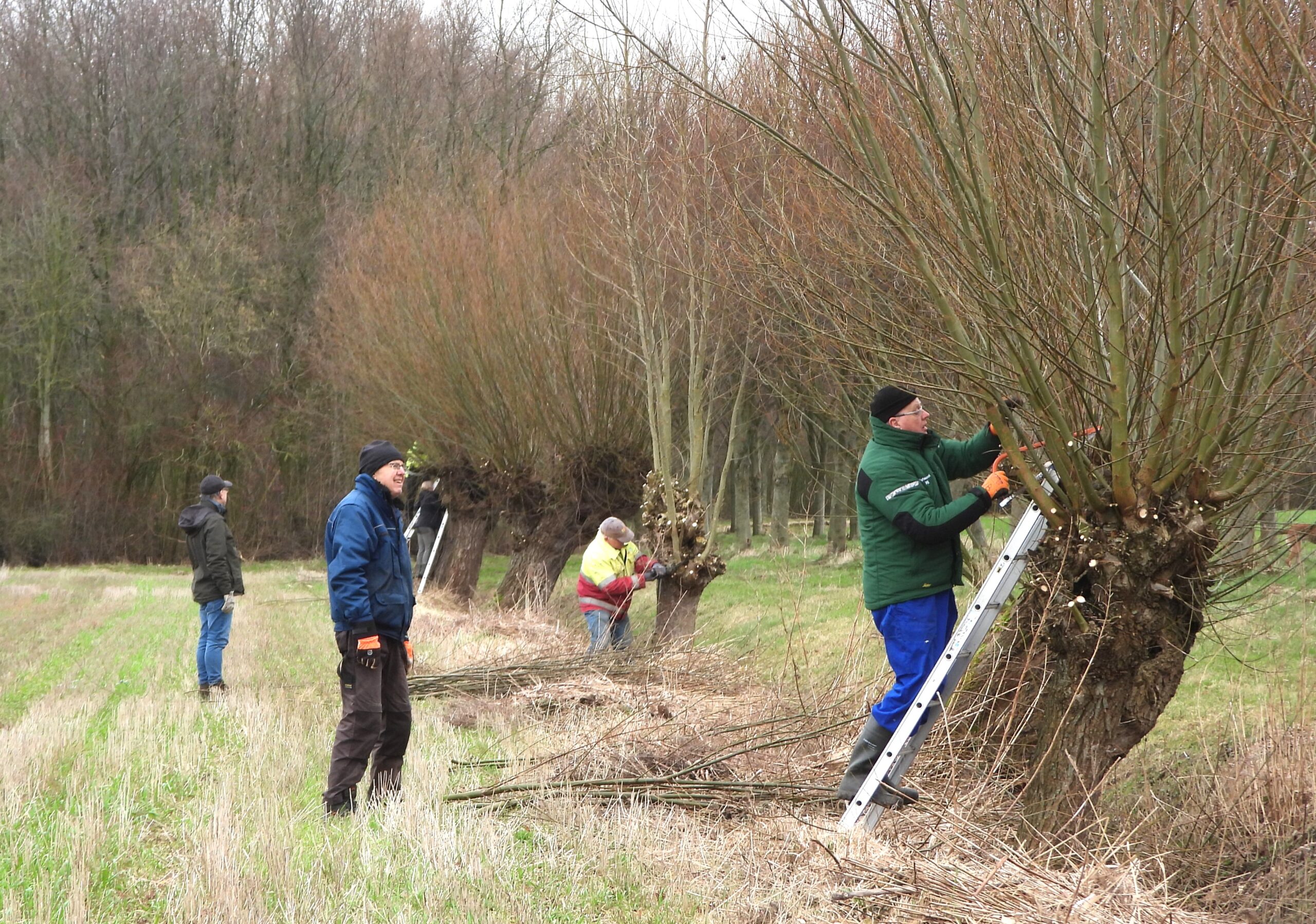 Vrijwilligers snoeien knotwilgen in een veld naast een bos, met ladders en gereedschap.
