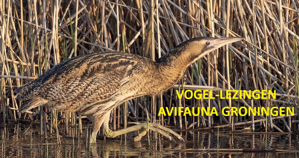 Bruine reiger in riet. Tekst: "Vogel-lezingen Avifauna Groningen" in geel.