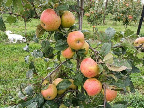 Appelboom met rijpe appels in een boomgaard, witte hond snuffelt op de achtergrond.