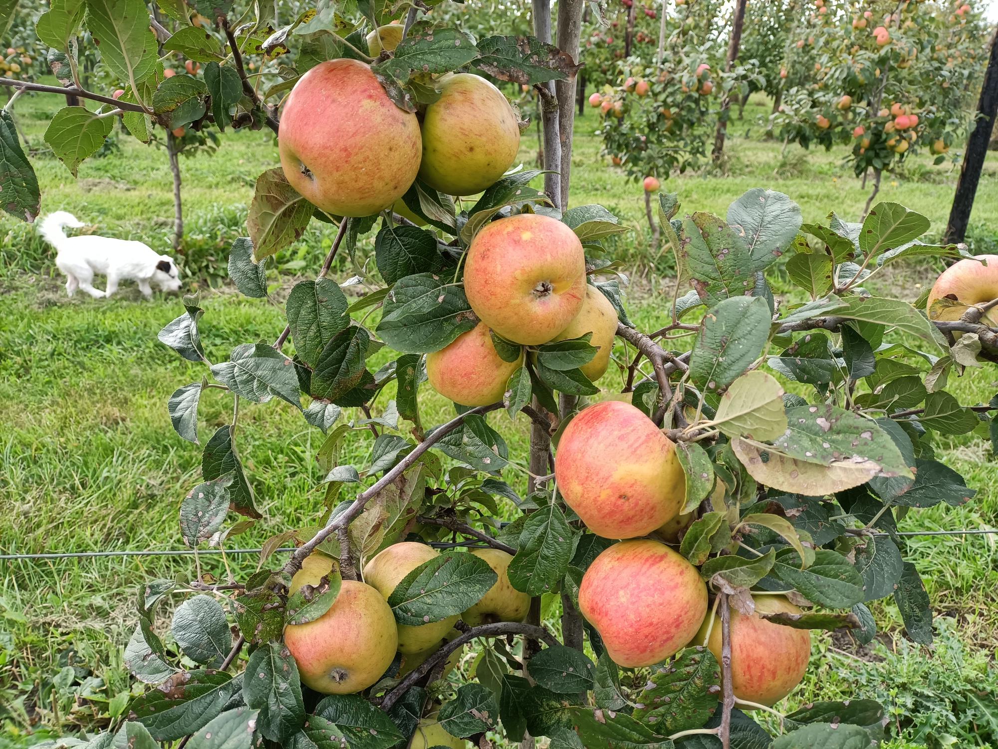 Appelboom met rijpe appels in een boomgaard, witte hond snuffelt op de achtergrond.