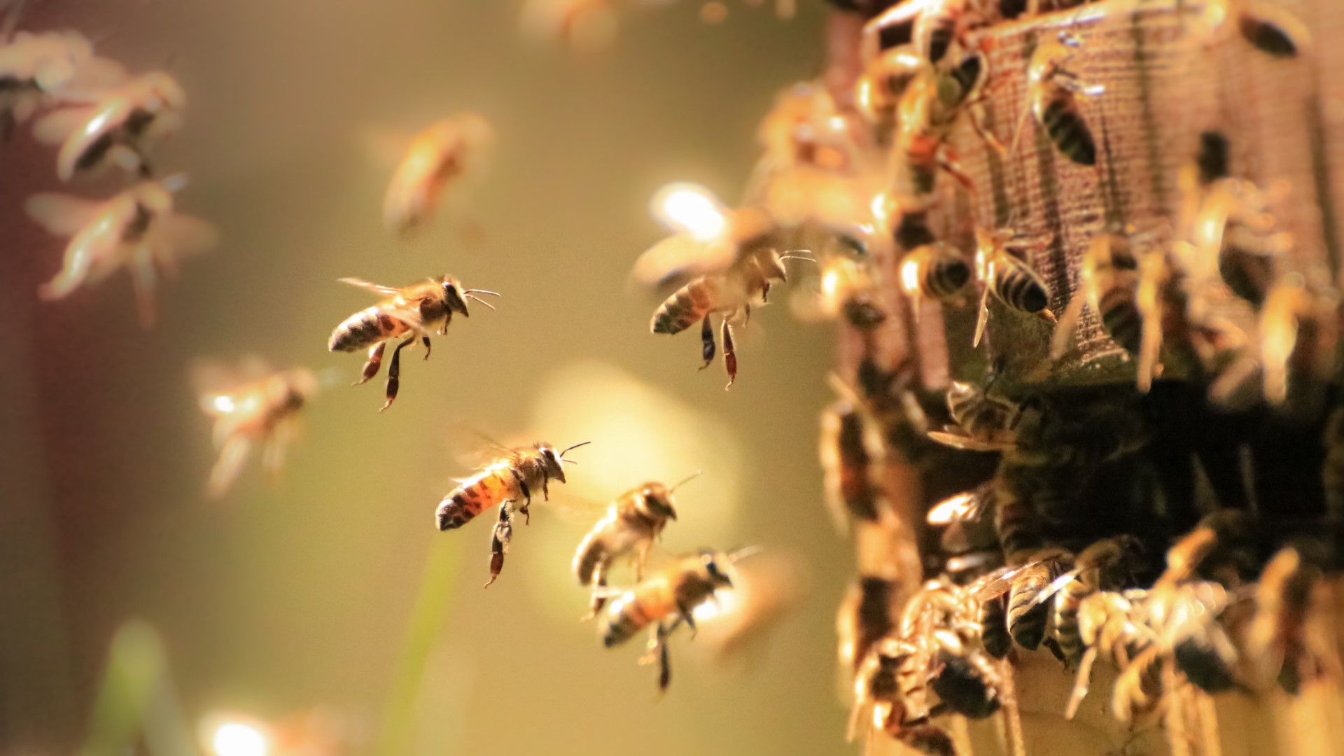 Vliegende bijen bij een bijenkorf op een zonnige dag, scherp in beeld en in actie.