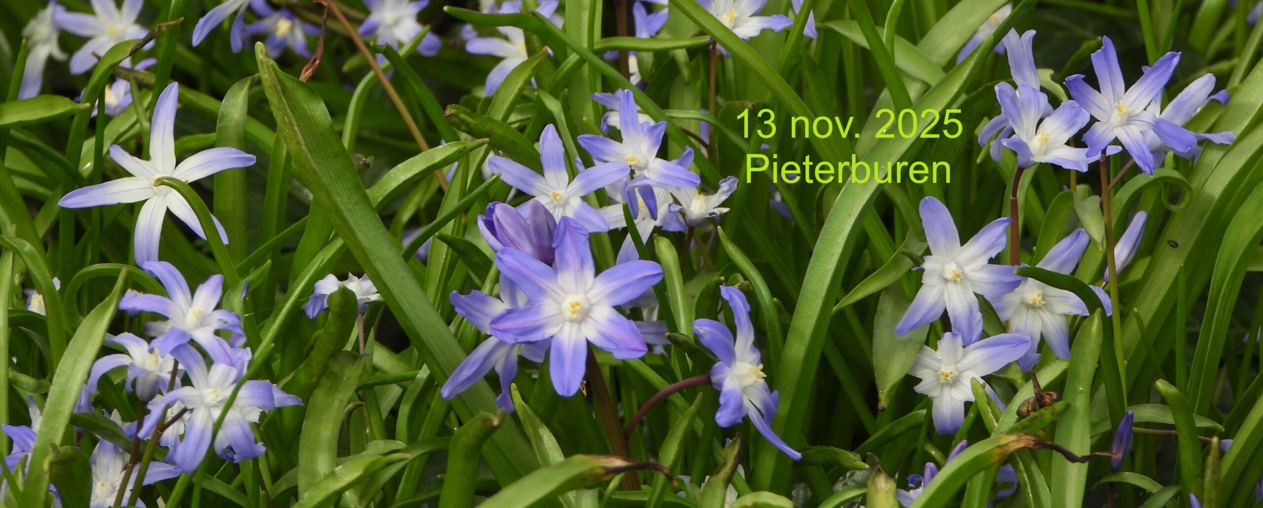 Paarse bloemen in groen gras, tekst: 13 nov. 2025, Pieterburen.