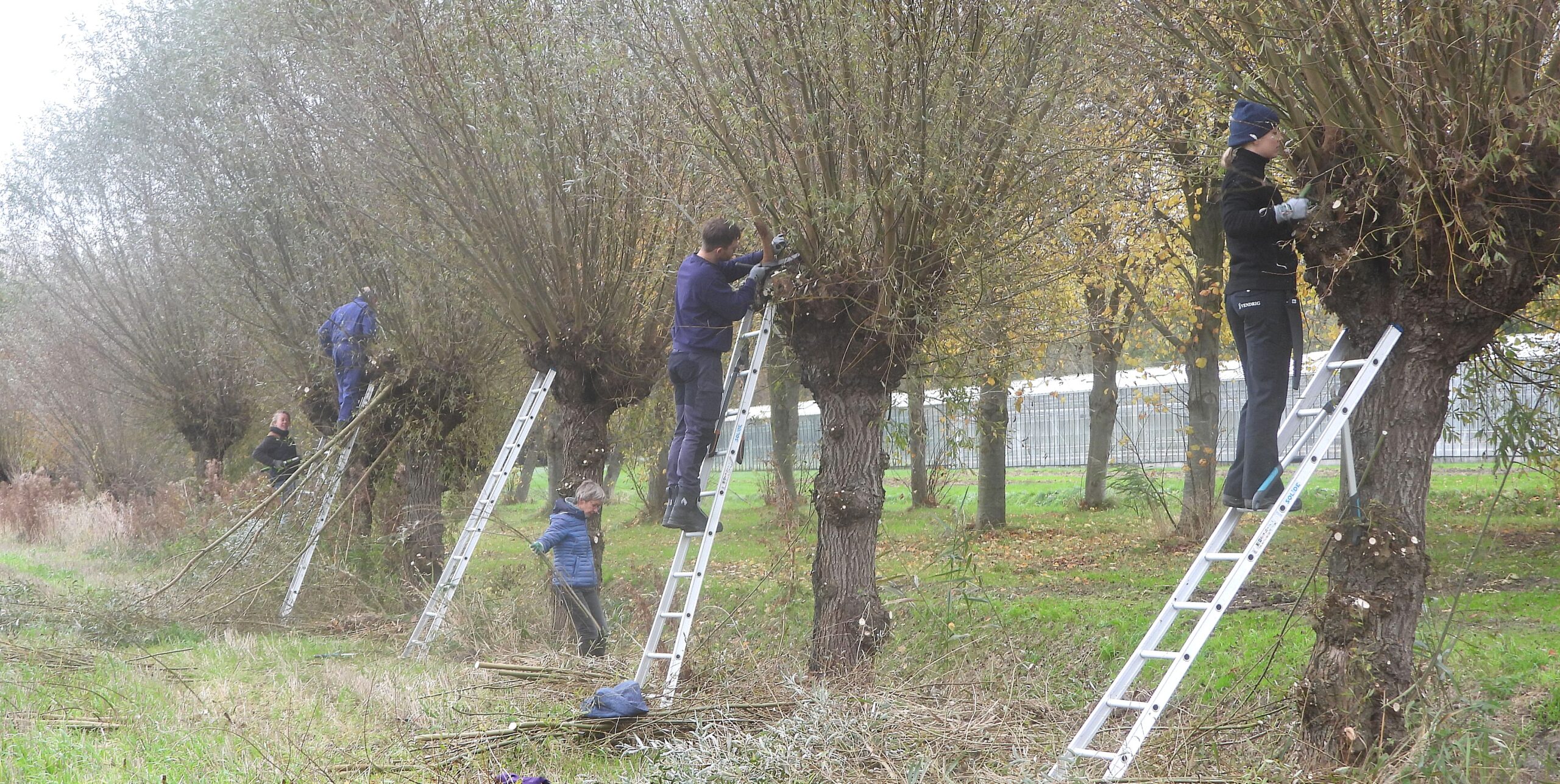Mensen snoeien wilgenbomen met ladders in een rij langs een grasveld.