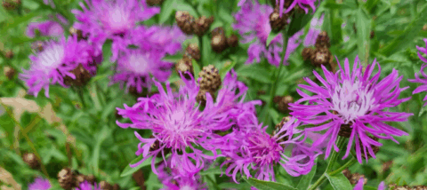 Paarse bloemen met dunne bloemblaadjes en groene bladeren in een tuinomgeving.