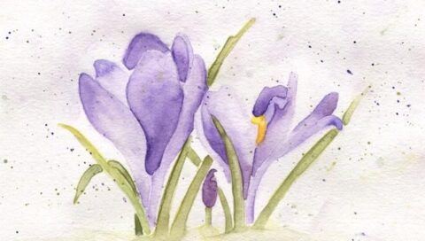 Paarse krokusbloemen in aquarel, met groene stelen, op een lichte achtergrond.